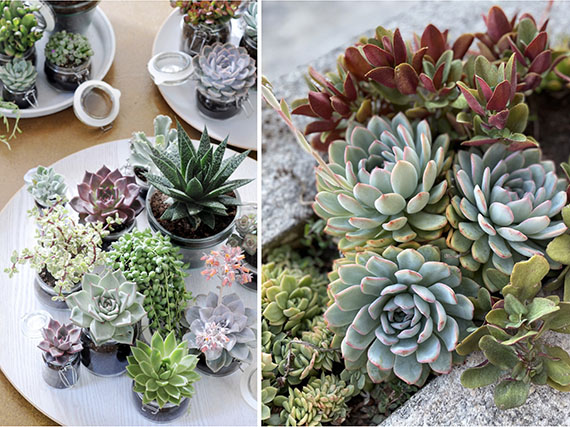 Echeverias roseta a roseta